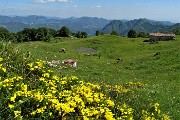 80 Splendida ginestra con vista sulla conca della Baita Sornadello